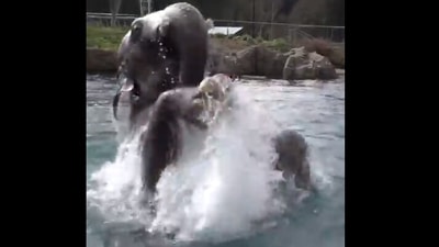 The image shows Samudra the elephant. (Twitter/@oregonzoo)
