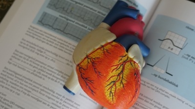 Stress signals from fat cells can protect against cardiac damage caused by obesity: Study (Unsplash) Stress signals from fat cells can protect against cardiac damage caused by obesity: Study (Unsplash)