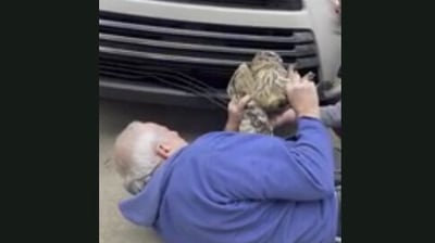 The image shows the owl being rescued. (Jukin media)