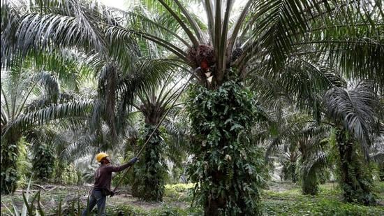 The government has approved a new <span class='webrupee'>₹</span>11,040-crore National Mission on Edible Oils-Oil Palm to boost domestic production. It has identified the Northeast and the Andaman and Nicobar Islands (ANI) for the project due to their favourable rainfall and temperature. (File photo) The government has approved a new <span class='webrupee'>₹</span>11,040-crore National Mission on Edible Oils-Oil Palm to boost domestic production. It has identified the Northeast and the Andaman and Nicobar Islands (ANI) for the project due to their favourable rainfall and temperature. (File photo)