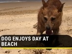 Dog seen digging while going backwards at beach (Jukin)