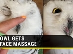 Owl seen enjoying a face massage (Jukin)