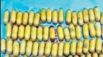 This is among the many bizarre and creative ways used to smuggle contraband through Bengaluru’s Kempegowda International Airport in the recent past. This is among the many bizarre and creative ways used to smuggle contraband through Bengaluru’s Kempegowda International Airport in the recent past.