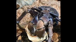 The image shows a huge crab at San Diego Zoo.