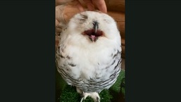 The image shows the owl getting a face massage.