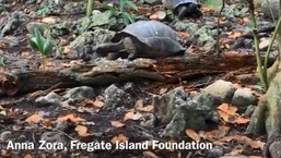 The image of the tortoise trying to eat a bird is taken from the video shared by Cambridge University.
