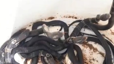 The image shows the baby cobras kept in a container. (Twitter/@ParveenKaswan)