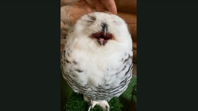 The image shows the owl getting a face massage. (Jukin Media)