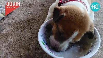 The image shows the tiny puppy sleeping in a bowl. (Jukin Media)