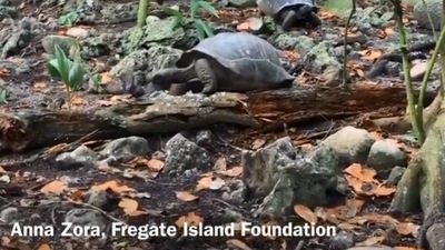 The image of the tortoise trying to eat a bird is taken from the video shared by Cambridge University. (Twitter/@Cambridge_Uni)
