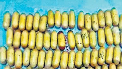 This is among the many bizarre and creative ways used to smuggle contraband through Bengaluru’s Kempegowda International Airport in the recent past. This is among the many bizarre and creative ways used to smuggle contraband through Bengaluru’s Kempegowda International Airport in the recent past.