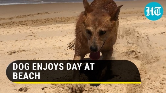 Dog seen digging while going backwards at beach (Jukin)