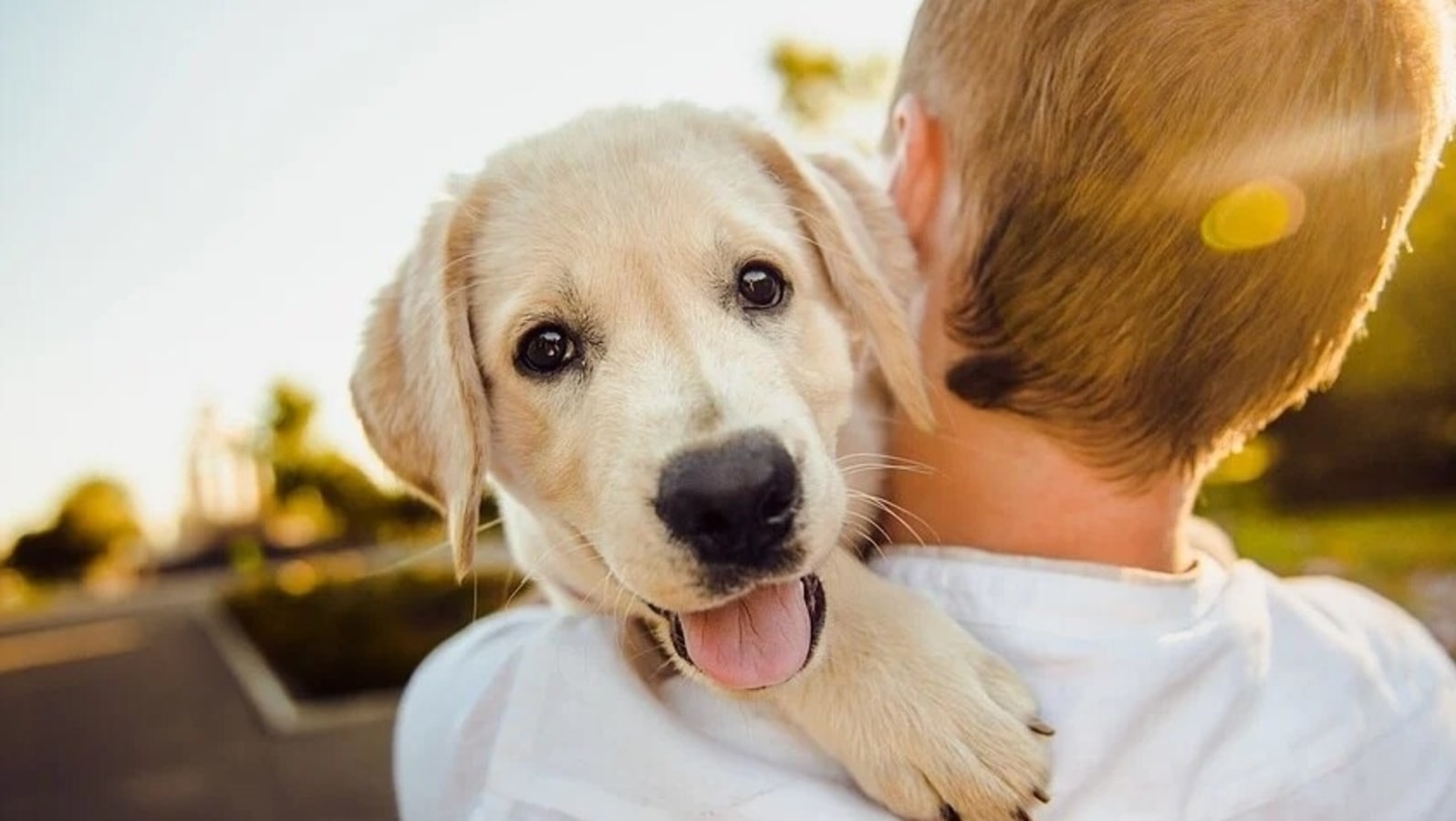 can dogs help with social anxiety