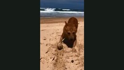 The image taken from the video shows the dog enjoying a fun day.