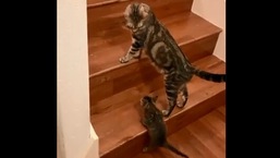 The image is taken from the video showcasing the mama cat and her baby.
