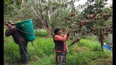 MLA Rohit Thakur said the prices had fallen last year as well after private players fixed the prices of the apple in the market, despite 2020 being an off year. (Deepak Sansta / HT)