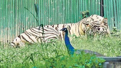 A peacock walks past a white tiger at the Delhi zoo. (PTI) A peacock walks past a white tiger at the Delhi zoo. (PTI)