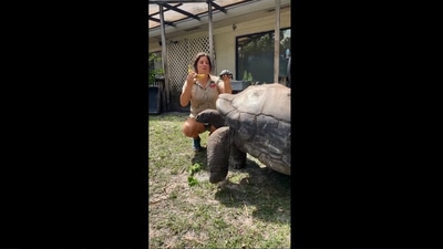 The image is taken from the video involving tortoise. (Instagram/@thereptilezoo)