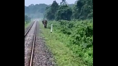 The image shows an elephant walking close to the tracks. (Twitter/@drm_apdj)