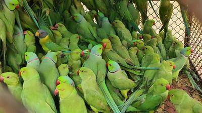 650 live parakeets that were being smuggled from Allahabad to Bengal were seized on Wednesday by officers of the Wildlife Crime Control Bureau and other agencies from a bus in West Bengal’s Durgapur city. (Wildlife Crime Control Bureau.)