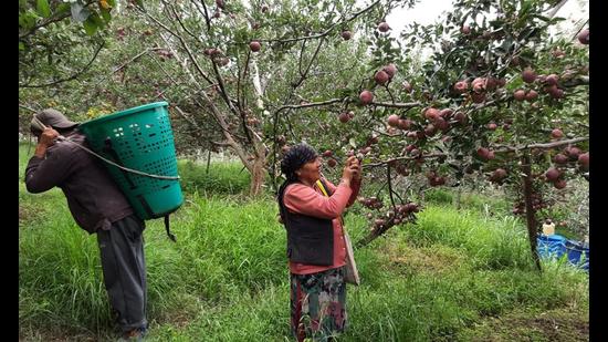 MLA Rohit Thakur said the prices had fallen last year as well after private players fixed the prices of the apple in the market, despite 2020 being an off year. (Deepak Sansta / HT)