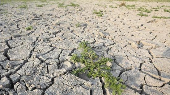 The gradual nature of droughts often prevents governments from recognising its deep long-term, socio-economic impact, often reducing the urgency that would otherwise trigger a timely and comprehensive response. (Representational image/AFP)