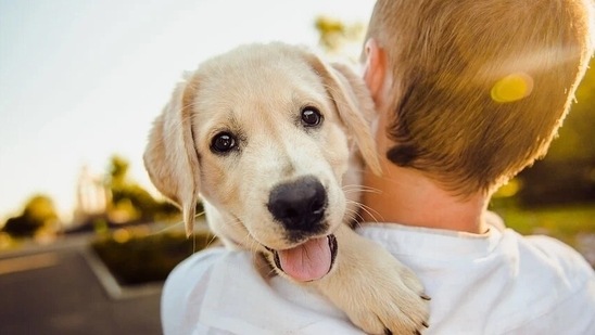 can hugging your dog give them anxiety