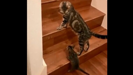 The image is taken from the video showcasing the mama cat and her baby.(Screengrab)