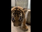 The image shows the little tiger cub.(Facebook/@Tulsa zoo)
