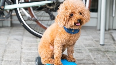 4.Poodle: You exude confidence, especially in your manner of walking, which might make people think you are haughty but you know how to let your hair down too and have a good time. A weakness for poodles means you are a mix of confident and outgoing apart from liking to be at the centre of attention. (Photo by Alison Pang on Unsplash) 4.Poodle: You exude confidence, especially in your manner of walking, which might make people think you are haughty but you know how to let your hair down too and have a good time. A weakness for poodles means you are a mix of confident and outgoing apart from liking to be at the centre of attention. (Photo by Alison Pang on Unsplash)