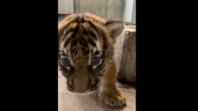 The image shows the little tiger cub. (Facebook/@Tulsa zoo) The image shows the little tiger cub. (Facebook/@Tulsa zoo)
