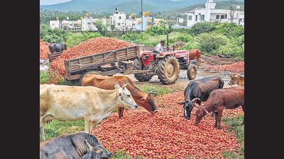 Cows feed on damaged tomatoes which were thrown in a field after they were rotten due to rains, in Chikmagalur. (PTI) Cows feed on damaged tomatoes which were thrown in a field after they were rotten due to rains, in Chikmagalur. (PTI)