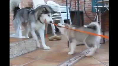 The image shows a big doggo and a puppy playing tug of war. (Reddit) The image shows a big doggo and a puppy playing tug of war. (Reddit)