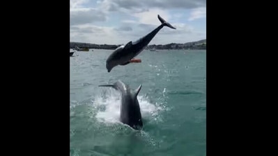 The image shows the dolphins in the Swanage Bay. (Facebook/@Pierhead Watersports) The image shows the dolphins in the Swanage Bay. (Facebook/@Pierhead Watersports)