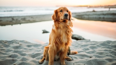 3.Golden Retriever: Love for them only means that you are as friendly as can be for Golden Retrievers are the friendliest dogs on the planet. You mesh well with all types of people and are an open-minded person who is always looking to meet new pals. (Photo by Justin Aikin on Unsplash) 3.Golden Retriever: Love for them only means that you are as friendly as can be for Golden Retrievers are the friendliest dogs on the planet. You mesh well with all types of people and are an open-minded person who is always looking to meet new pals. (Photo by Justin Aikin on Unsplash)