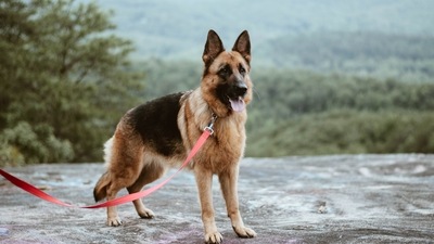 7.German Shepherd: You are strong, dependable and often act like a lighthouse that helps to beam people home. Fans of German Shepherd breed are relied on as a strong leader courtesy their athletic and smart side. Your protective nature makes people forever loyal to you. (Photo by Katelyn MacMillan on Unsplash) 7.German Shepherd: You are strong, dependable and often act like a lighthouse that helps to beam people home. Fans of German Shepherd breed are relied on as a strong leader courtesy their athletic and smart side. Your protective nature makes people forever loyal to you. (Photo by Katelyn MacMillan on Unsplash)