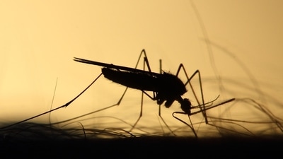 The health department appealed to people to be wary against vector-borne diseases such as malaria and also asked them to visit a doctor in case they are having a fever rather than opting for self-treatment. (Unsplash) The health department appealed to people to be wary against vector-borne diseases such as malaria and also asked them to visit a doctor in case they are having a fever rather than opting for self-treatment. (Unsplash)