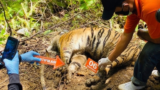 Investigators examine the carcass of one of three Sumatran tigers found dead in Ie Buboh village in South Aceh, Indonesia, Thursday.(AP)