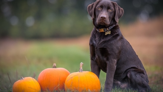 1.Labrador retriever: If you love Labradors the most, you are calm, cool, calm, and even laid back. Labrador retriever owners and enthusiasts have an inviting personality. You don't take life too seriously and still have your chin up. You are kind and gentle by nature which causes people to let their guard down around you. (Photo by Ben Hanson on Unsplash)