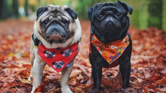 6.Pugs: As a pug lover, you are incredibly charming and intelligent, a ball of energy and a soul mate who love to play, cuddle, and catch your restful sleep, but to balance the personality you can be stubborn at times. and cannot be moved when you have made your decision. (Photo by Indi Palmer on Unsplash)