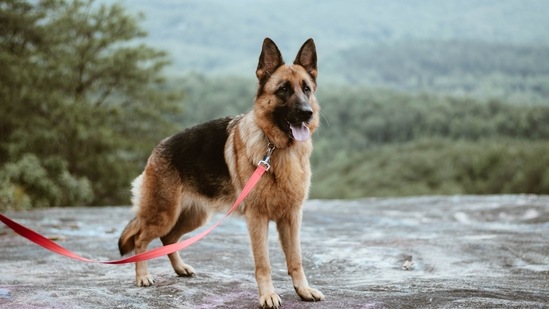 7. German Shepherd: You are strong, dependable, and often act as a beacon that helps bring people home.  Fans of the German Shepherd breed are considered a strong leader thanks to their athletic and intelligent side.  Your protective nature makes people always loyal to you.  (Photo by Katelyn MacMillan on Unsplash)