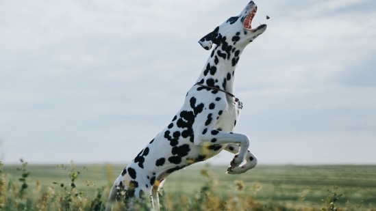 2.Dalmatian: for Dalmatian lovers, the world is their oyster because they are thirsty to discover new things and move from one circle to another. You are always full of amazing stories to tell your friends and family because you are always chasing your dreams or the next big adventure, but you also have a more calm and sensitive side, a delicate aspect that does not can be pushed around. (Photo by Michael Walk on Unsplash)