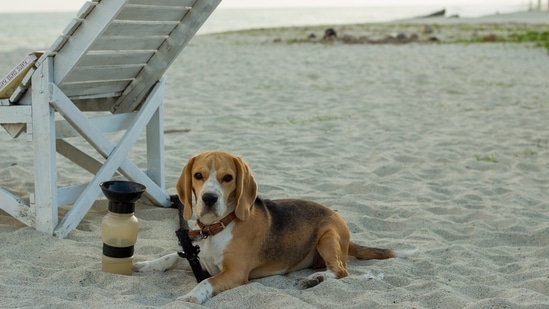 8.Beagle: Hello, carefree human. You don't get bored easily, but your mischief often gets you in trouble. Beagle enthusiasts love to learn new things, can sometimes be overly curious and know how to keep busy. (Photo by Paolo Juan on Unsplash)
