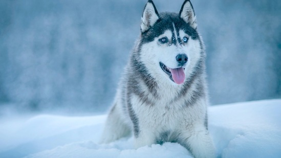5.Husky: Not the type to be known as a couch potato, you can do it all on your own and relieve stress by staying active. Husky dog ââlovers are determined, natural leaders who have strong willpower and have no problem showing the way for others or getting what they want in life. (Photo by photo nic on Unsplash)