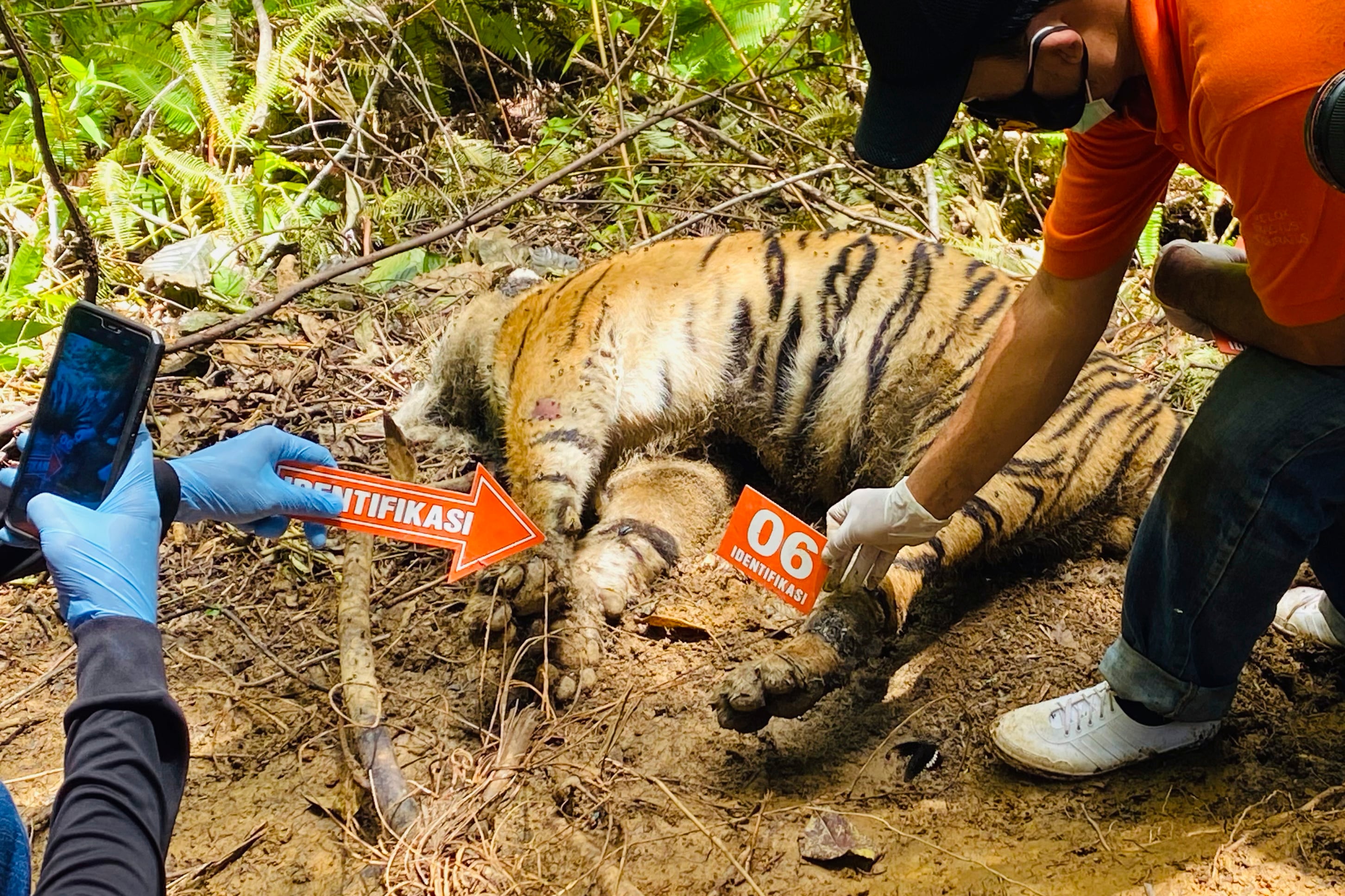 3 endangered Sumatran tigers found dead in Indonesia | World News