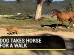 Viral video of a dog walking a horse (Jukin)