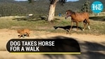 Viral video of a dog walking a horse (Jukin) Viral video of a dog walking a horse (Jukin)