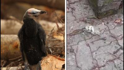 A juvenile cormorant sits on the hacked logs; an egret chick struggles for life nearby. (PHOTOS: AMIT SHARMA) A juvenile cormorant sits on the hacked logs; an egret chick struggles for life nearby. (PHOTOS: AMIT SHARMA)