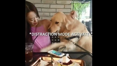 The video of the doggo has now won people over. (Screengrab)