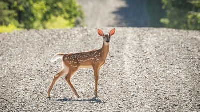 Infections of SARS-CoV-2 were reported in a wild white-tailed deer in the state of Ohio. (REUTERS) Infections of SARS-CoV-2 were reported in a wild white-tailed deer in the state of Ohio. (REUTERS)